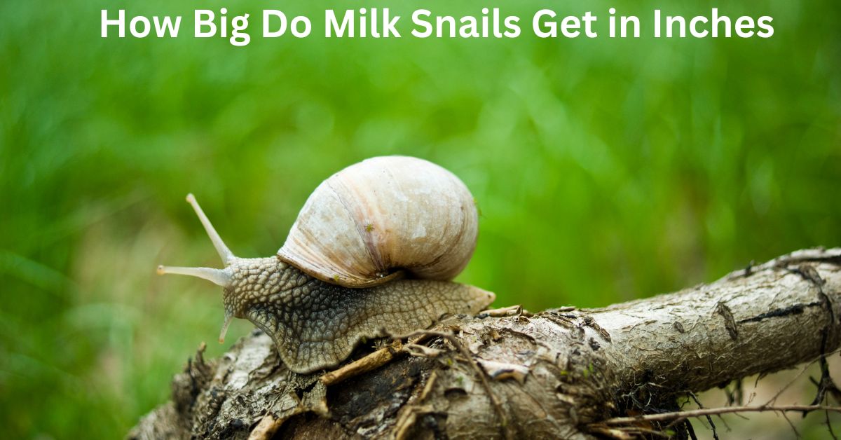 How Big Do Milk Snails Get in Inches