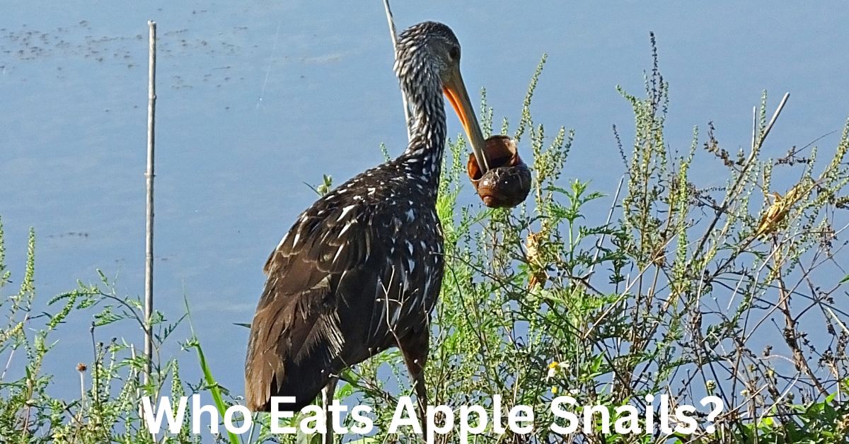 Who Eats Apple Snails?