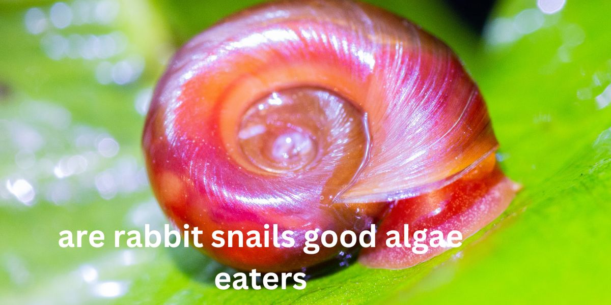 are rabbit snails good algae eaters