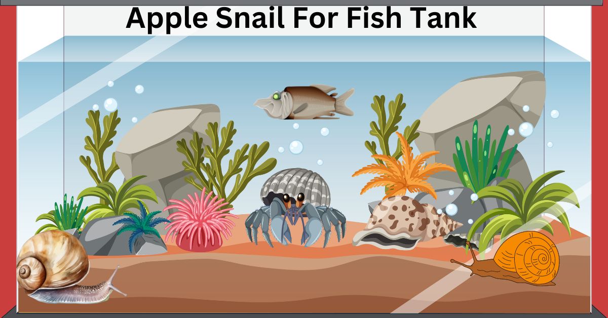Apple Snail For Fish Tank