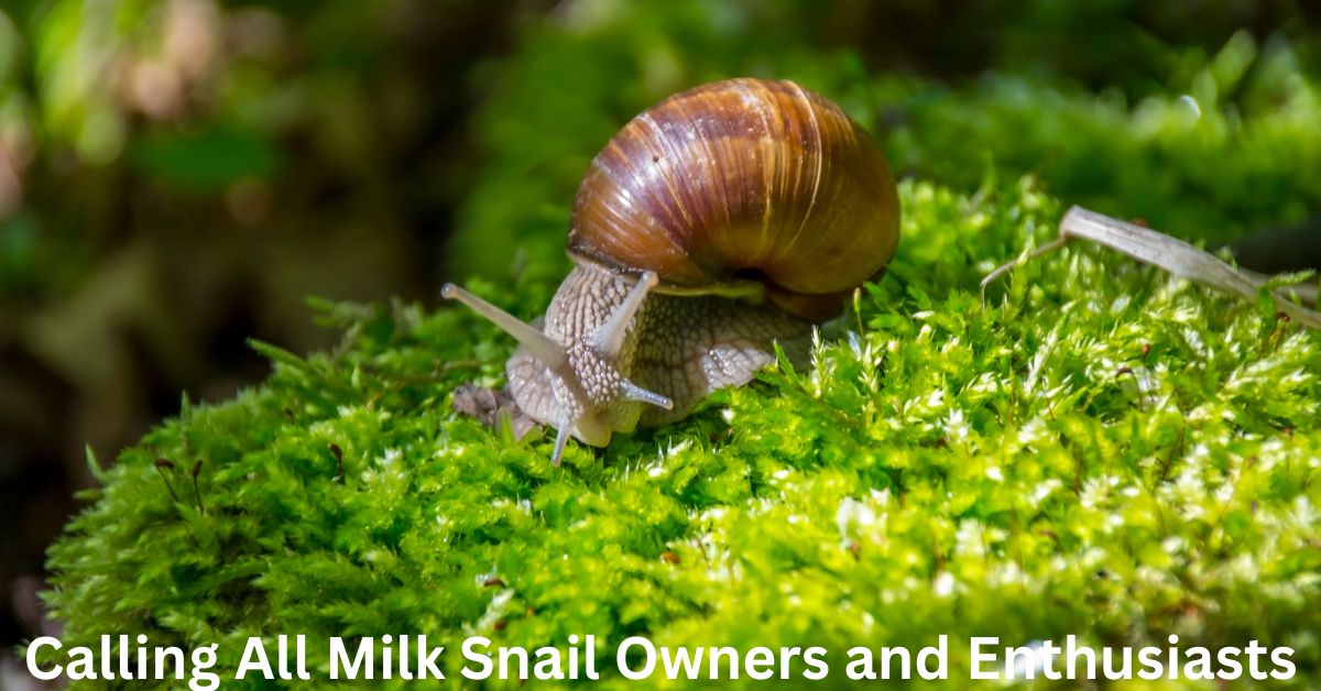Calling All Milk Snail Owners and Enthusiasts